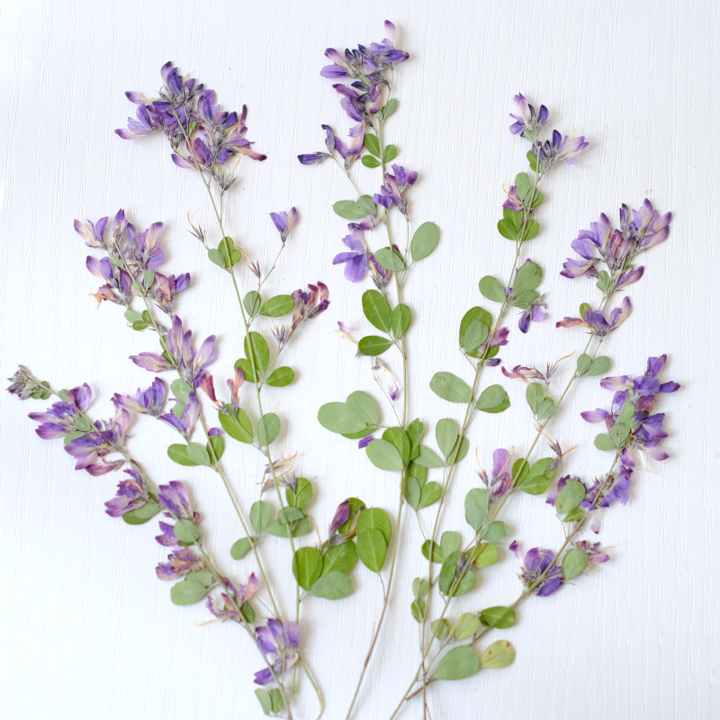 Dried Flower Pressed - 6 pièces, fleurs séchées pressées naturelles