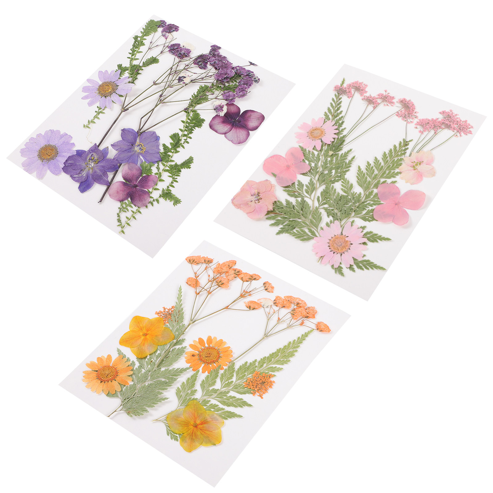 Dried Flower Pressed - Matériel de décoration en fleurs séchées,