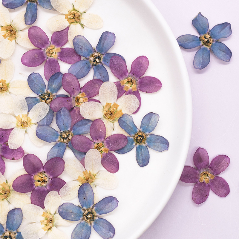 Dried Flower Pressed - 12 pièces, fleur étoile bleue pressée