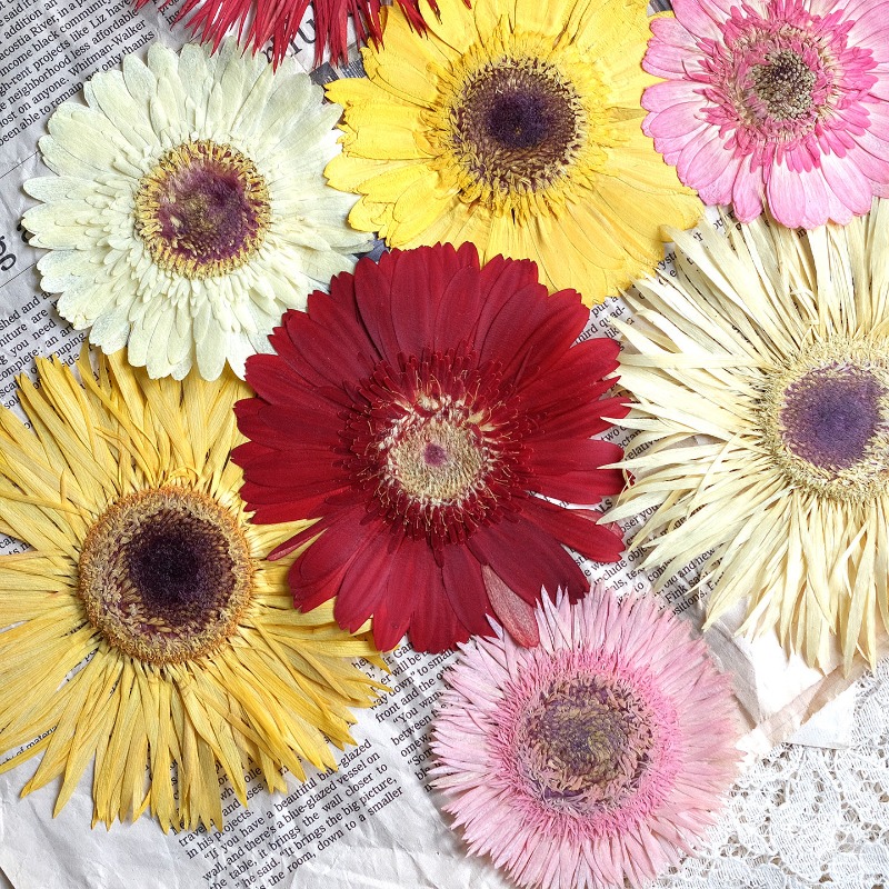 Dried Flower Pressed - 1 pièces/7-9 cm, fleurs séchées de