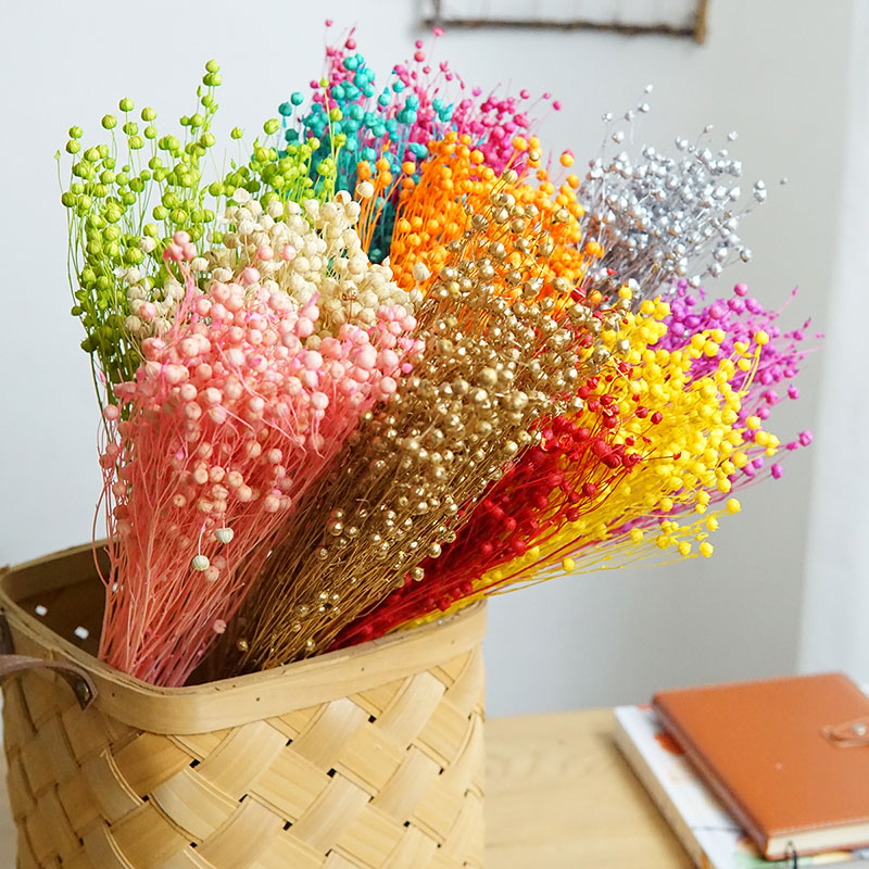 Ormosia Hosiei – vraies fleurs - Dried Flower Pressed avis et prix