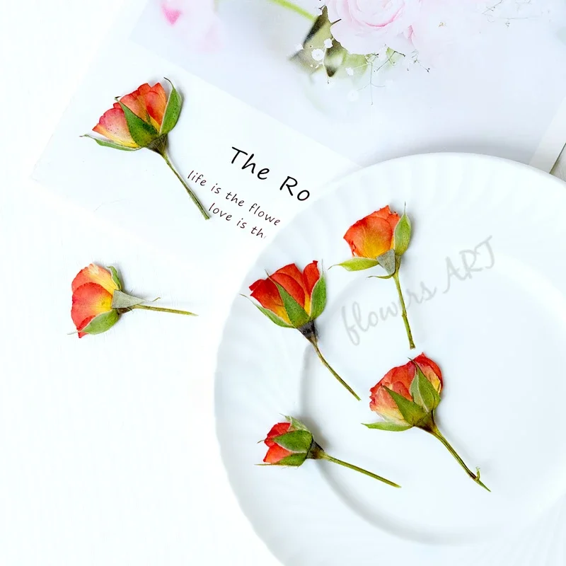 Pétales de rose pressés, fleur - Dried Flower Pressed avis et prix