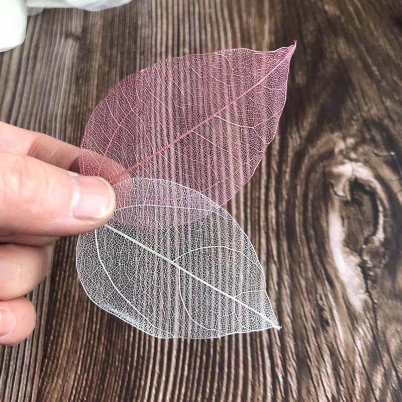 5 ~ 9CM * 2 ~ 3.5CM, 100 pièce - Dried Flower Pressed avis et prix