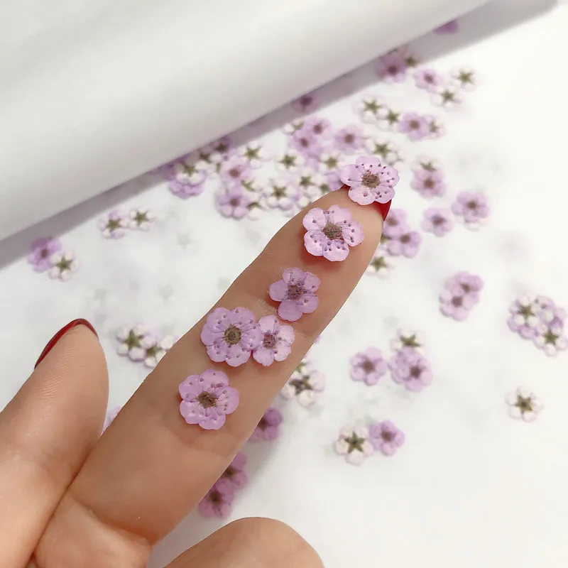 Mini fleurs séchées pressées d - Dried Flower Pressed avis et prix