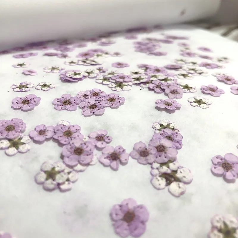 Mini fleurs séchées pressées d - Dried Flower Pressed avis et prix