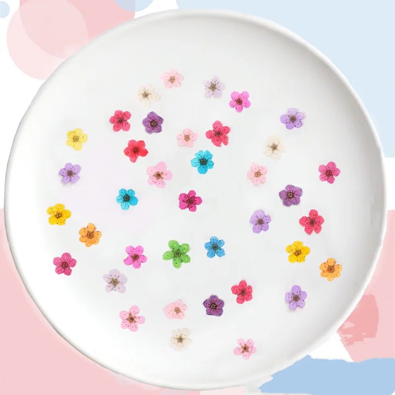 Mini fleurs séchées pressées d - Dried Flower Pressed avis et prix