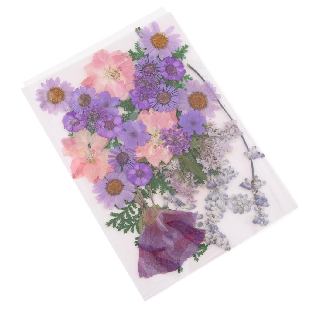 Fleurs séchées pressées nature - Dried Flower Pressed avis et prix