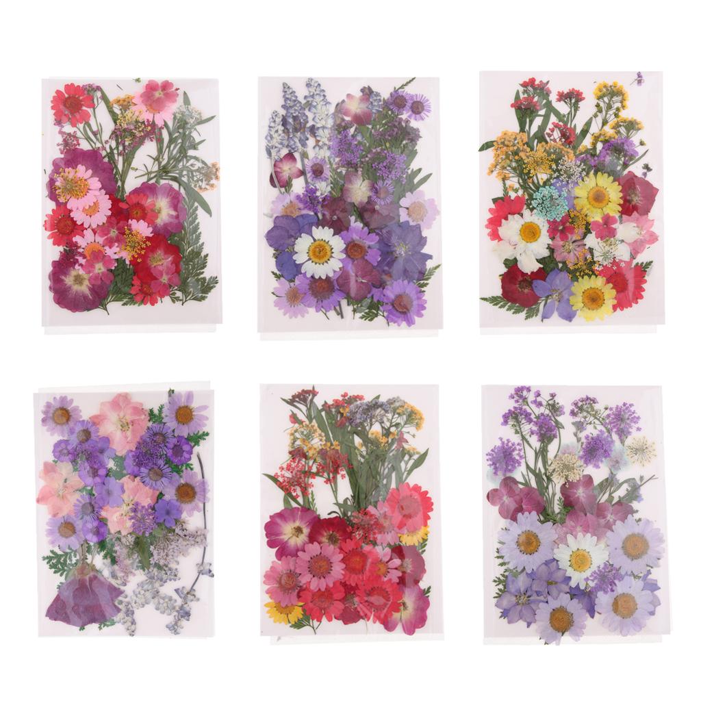 Fleurs séchées pressées nature - Dried Flower Pressed avis et prix