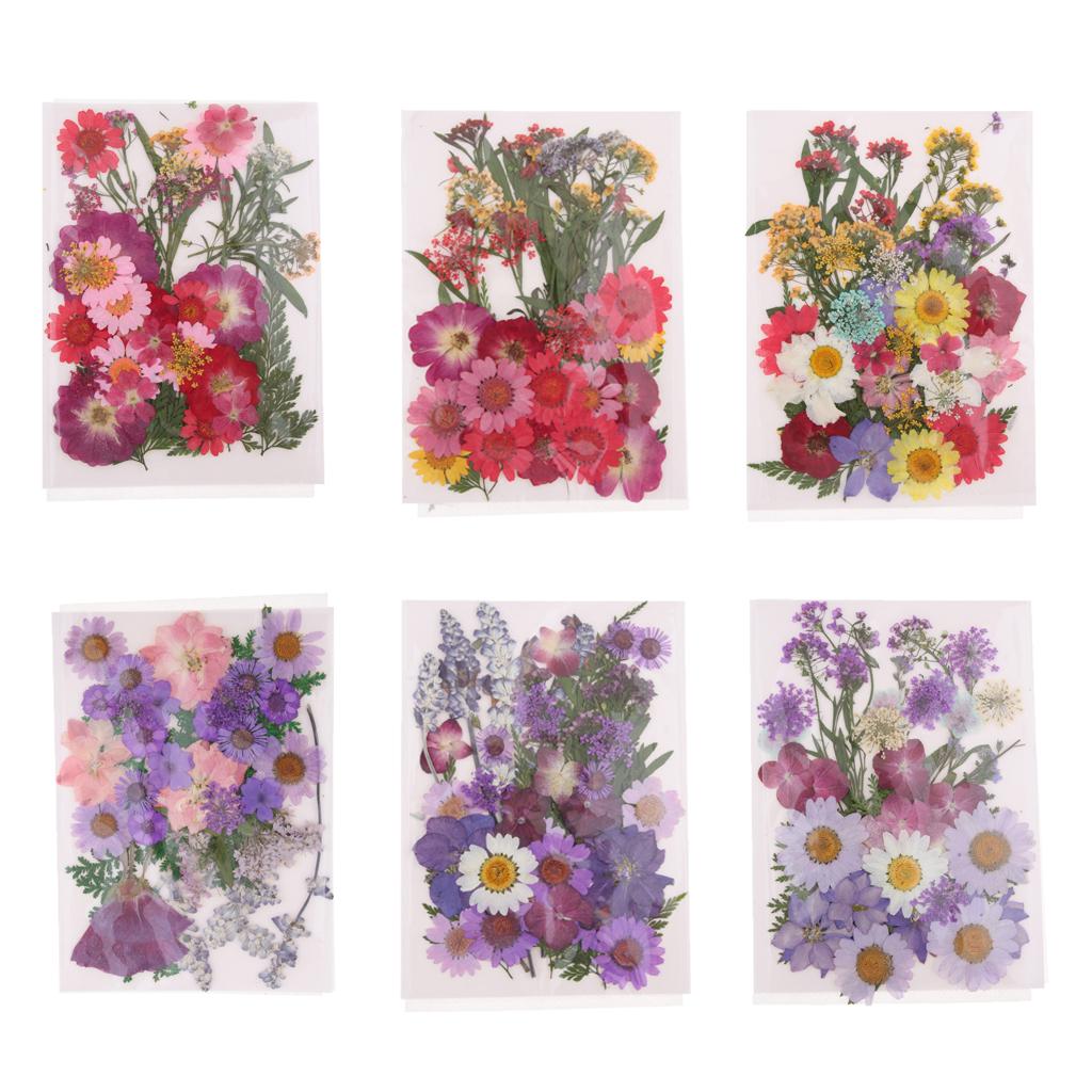 Fleurs séchées pressées nature - Dried Flower Pressed avis et prix