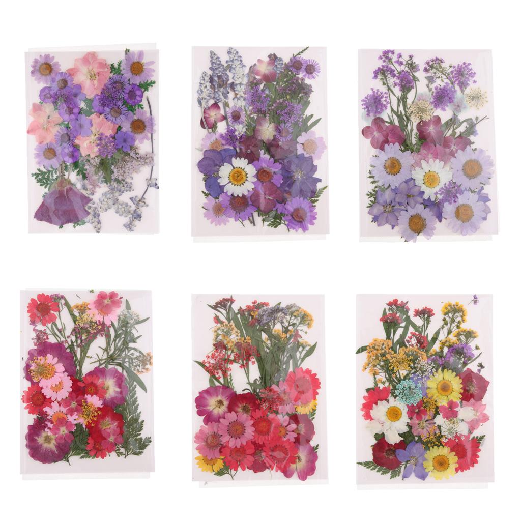 Fleurs séchées pressées nature - Dried Flower Pressed avis et prix
