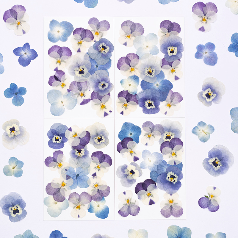 12 pièces, véritables fleurs s - Dried Flower Pressed avis et prix