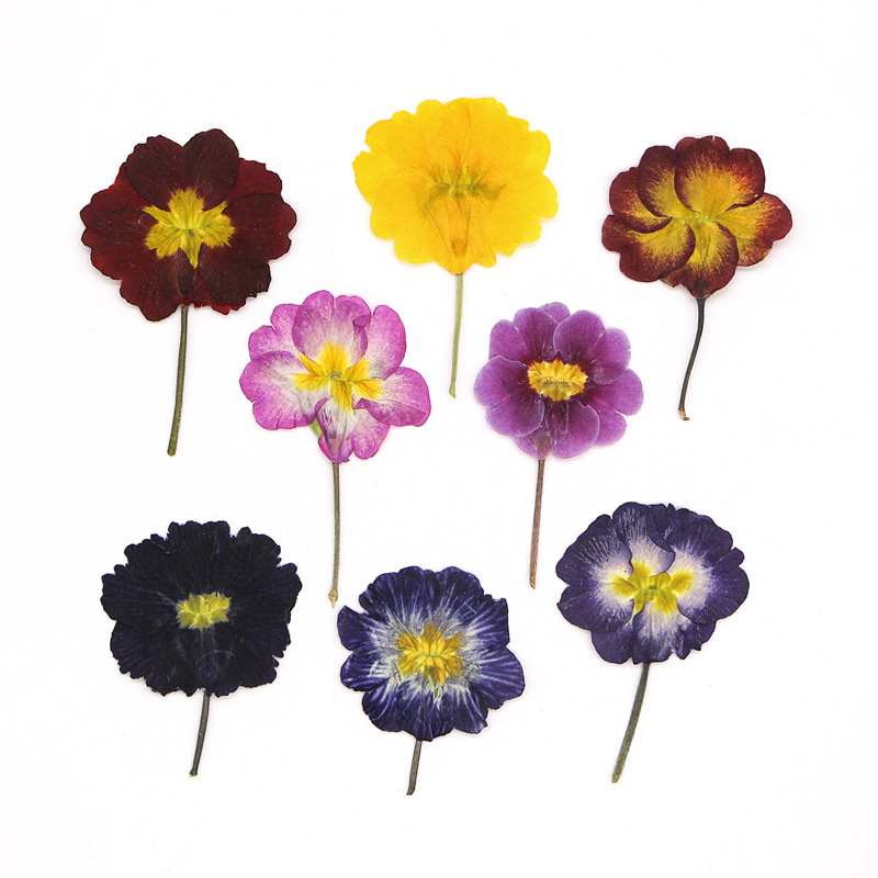 48 pièces de fleurs séchées de - Dried Flower Pressed avis et prix