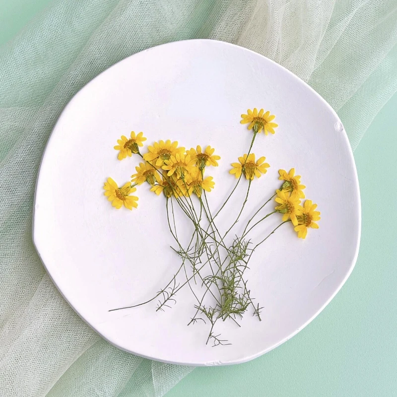6-10cm/24 pièces, Chrysanthème - Dried Flower Pressed avis et prix