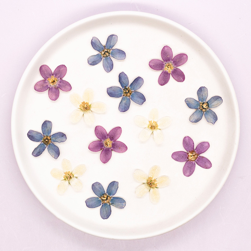 12 pièces, fleur étoile bleue  - Dried Flower Pressed avis et prix