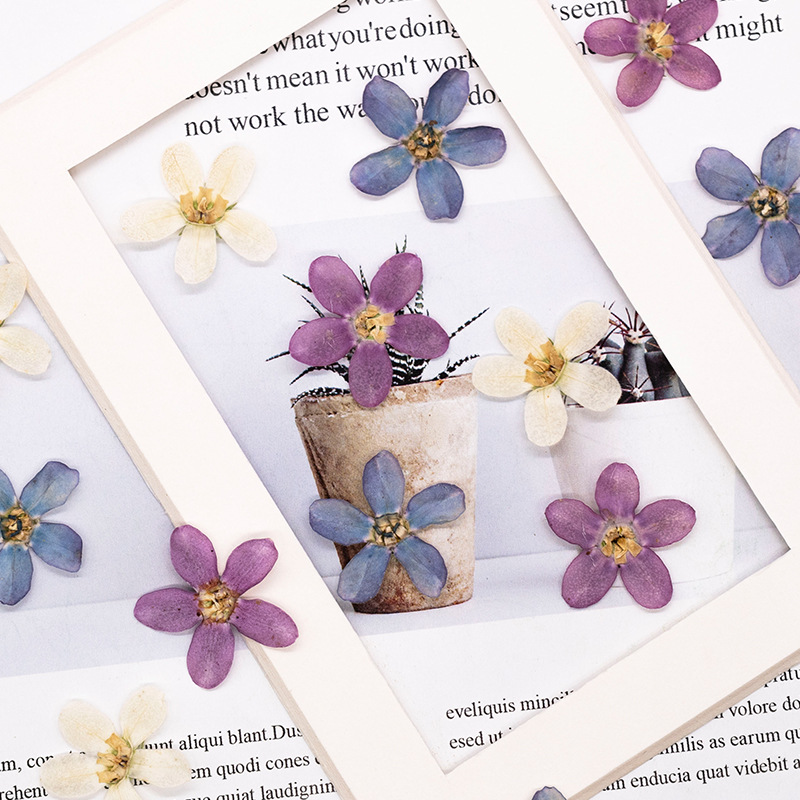 12 pièces, fleur étoile bleue  - Dried Flower Pressed avis et prix