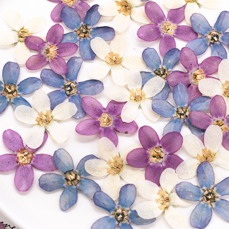 12 pièces, fleur étoile bleue  - Dried Flower Pressed avis et prix
