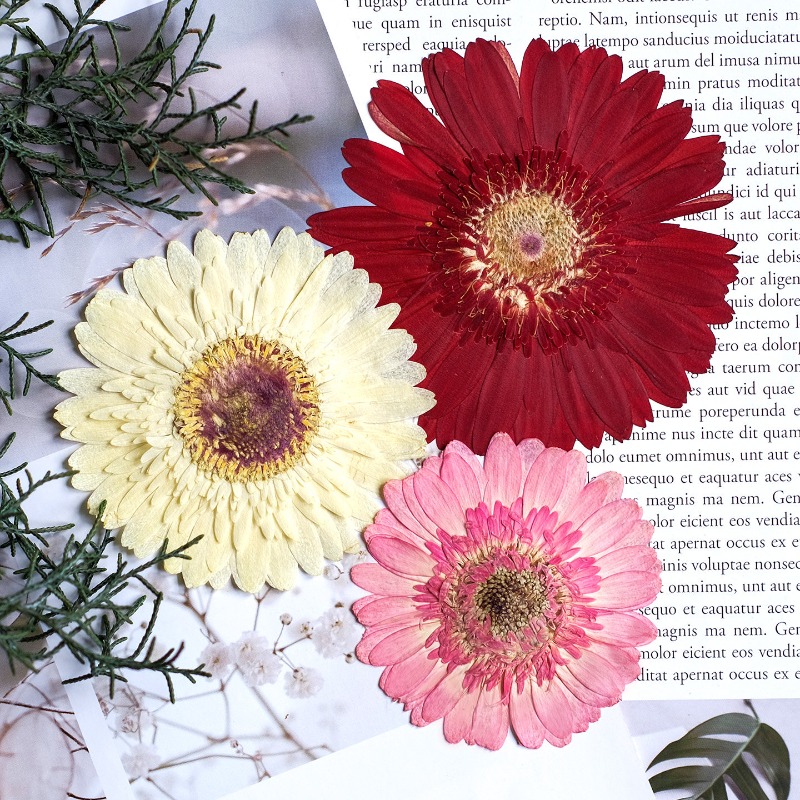 1 pièces/7-9 cm, fleurs séchée - Dried Flower Pressed avis et prix