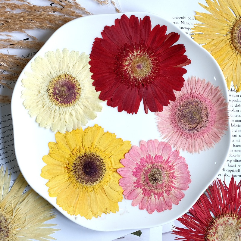 1 pièces/7-9 cm, fleurs séchée - Dried Flower Pressed avis et prix