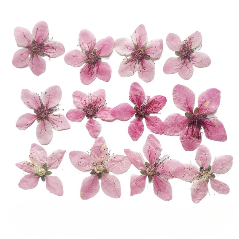 12 pièces, Fleurs de pêcher na - Dried Flower Pressed avis et prix