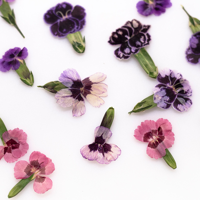 24 pièces, Fleurs de Dianthus  - Dried Flower Pressed avis et prix