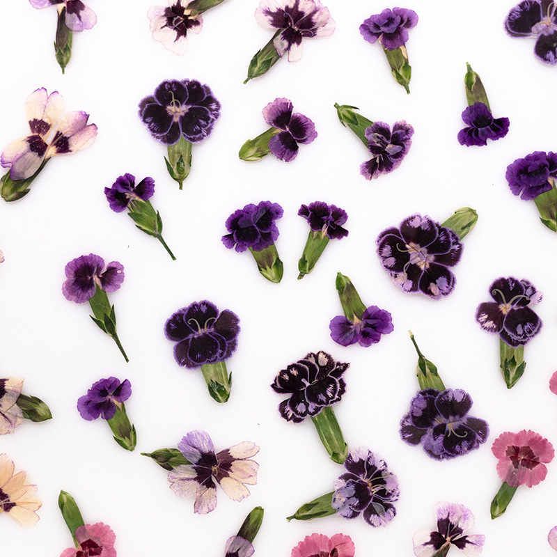 24 pièces, Fleurs de Dianthus  - Dried Flower Pressed avis et prix