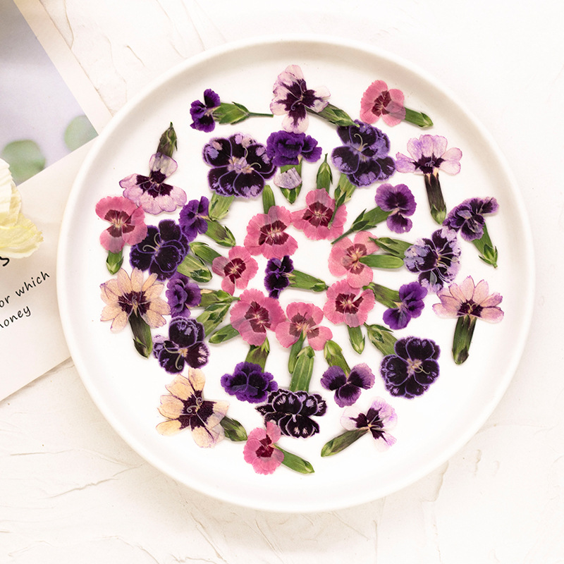 24 pièces, Fleurs de Dianthus  - Dried Flower Pressed avis et prix