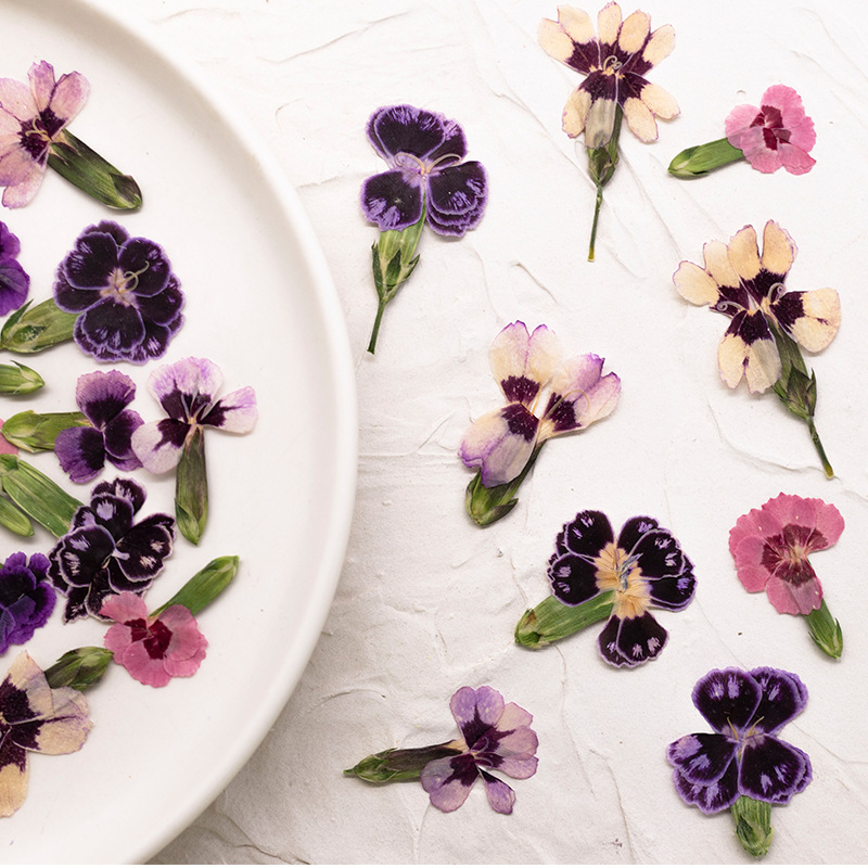 24 pièces, Fleurs de Dianthus  - Dried Flower Pressed avis et prix