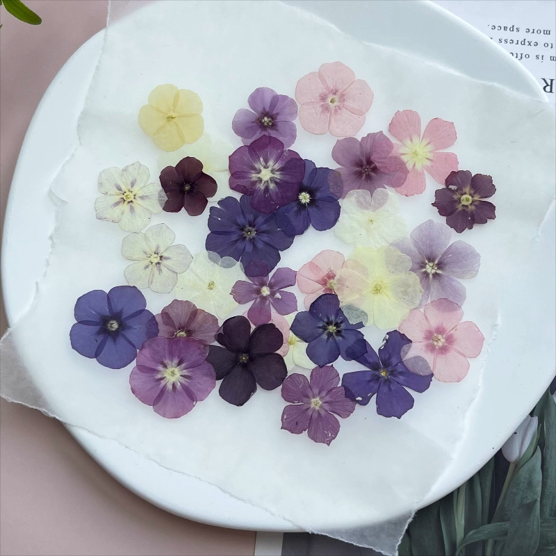 12 pièces, fleurs séchées pres - Dried Flower Pressed avis et prix