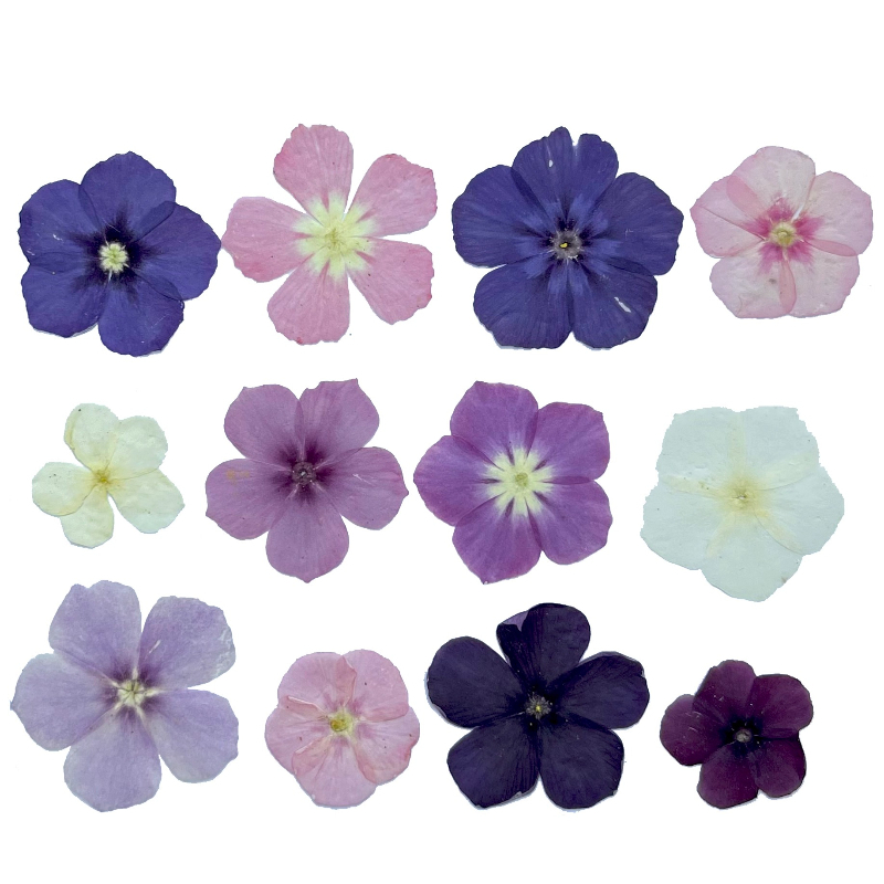12 pièces, fleurs séchées pres - Dried Flower Pressed avis et prix