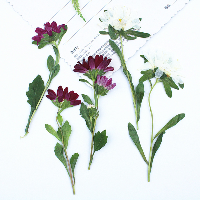 24 pièces, mini chrysanthèmes  - Dried Flower Pressed avis et prix